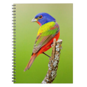 Carnet Bruant à tête rouge (Passerina ciris) Mâle perché