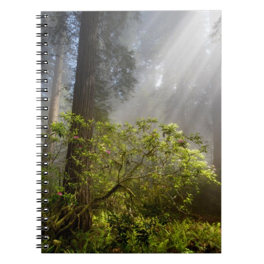 Carnet Brume matinale sur Rhododendron (Devant)