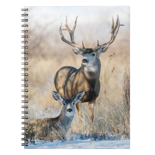 Carnet Buck Couple | Cerf mulet (Devant)