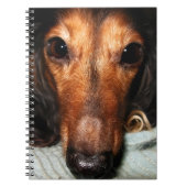 Carnet Bugs Snuggle MacKenzie (Devant)