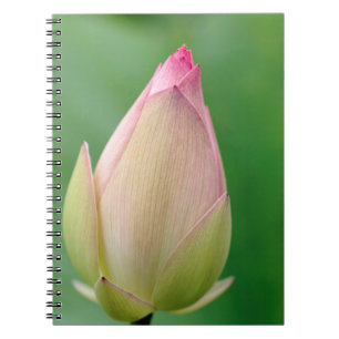 Carnet Bulbe de nénuphar non ouvert, Jardin botanique de 