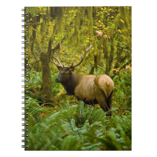 Carnet Bull Roosevelt Elk (Devant)