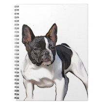 BULLDOG FRANÇAIS NOIR ET BLANC