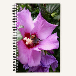 Carnet Bumblebebe sur la fleur d'Hibiscus