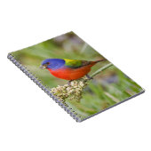 Carnet Bunting peint (ciris passeriens) alimentation mâle (Côté Droit)