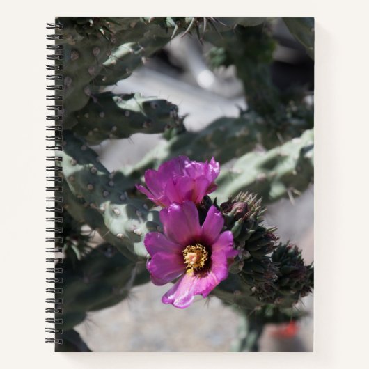 Carnet Cactus Challa en fleurs (Devant)