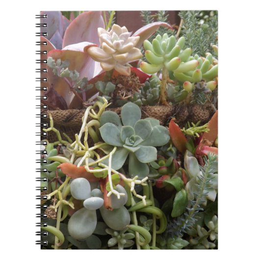 Carnet Cactus multicolores (Devant)