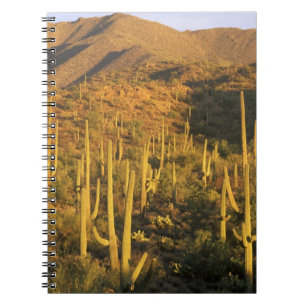 Carnet Cactus saguaro dans le parc national de Saguaro pr