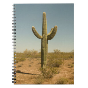 Carnet Cactus solitaire