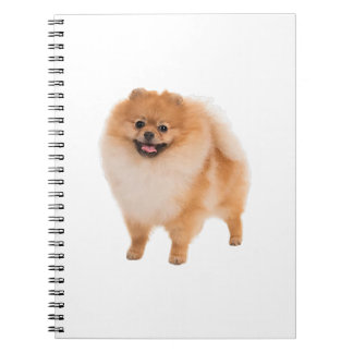 Carnet Cadeau de Chien Poméranie