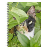 Carnet Calico Cat dans les Zinnias (Devant)
