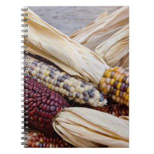 Carnet Californie. Maïs indien coloré de récolte automnal