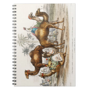 Carnet Camel Bactérien, Camel Arabe Ou Dromédaire, Rompu