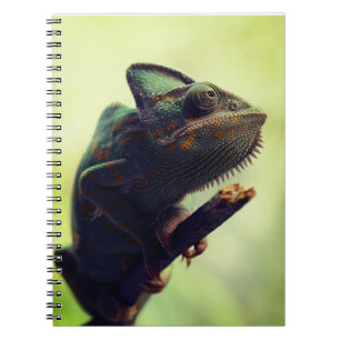 Carnet caméléon, reptile, animal