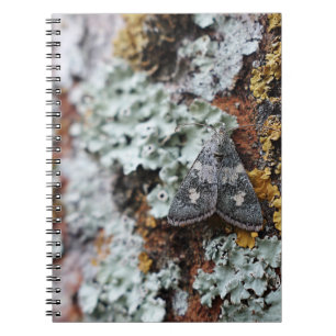 Carnet Camouflé Lichen Moth