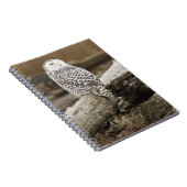 Carnet Canada, Boundary Bay, Harfang des neiges (Côté Droit)