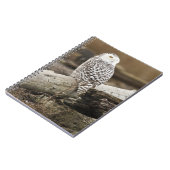 Carnet Canada, Boundary Bay, Harfang des neiges (Côté gauche)