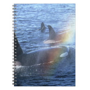 Carnet Canada, Colombie-Britannique, Johnstone Straight,