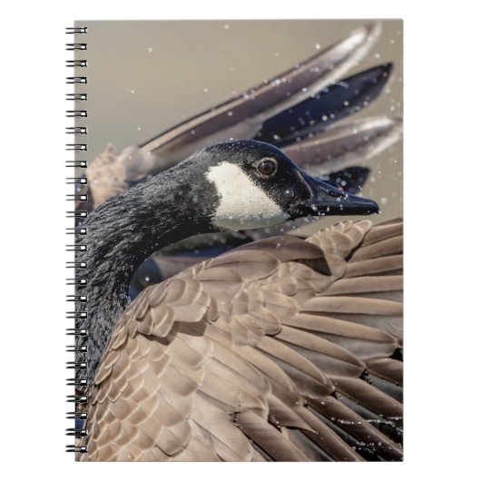 Carnet Canada Goose (Devant)