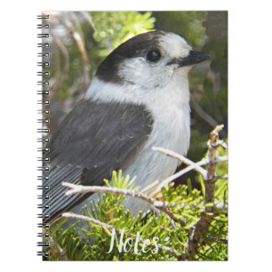 Carnet Canada Jay Nature Photo
