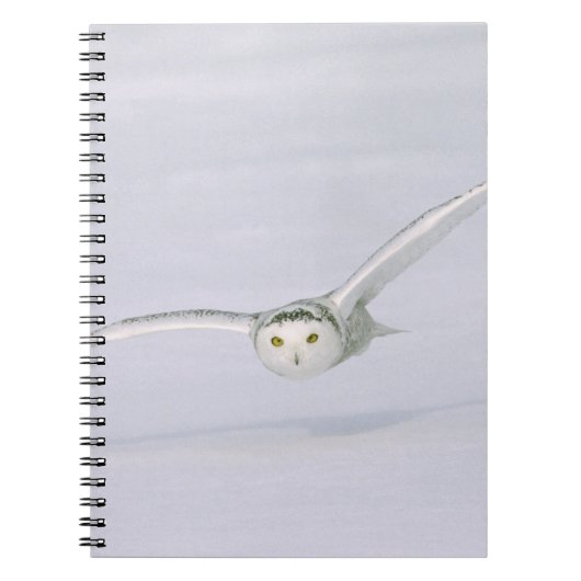 Carnet Canada, Québec. Harfang des neiges vole bas au-des (Devant)
