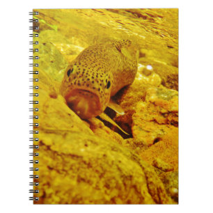 Carnet Canal en flux