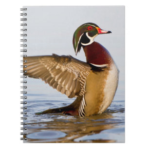 Carnet Canard branchu mâle battant des ailes dans une zon