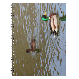 Carnet Canard colvert et canard touffu sur une rivière