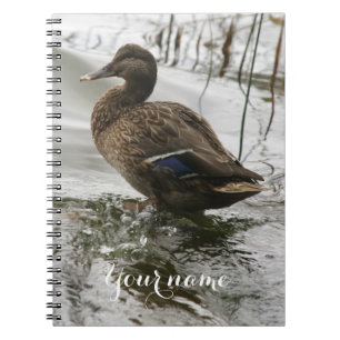 Carnet Canard gris sur la nuit du lac