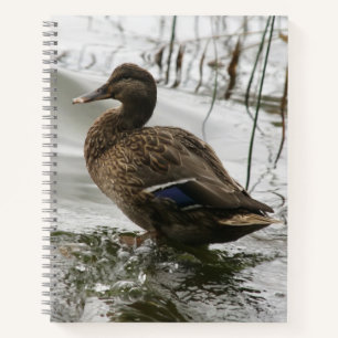 Carnet Canard gris sur le lac sombre