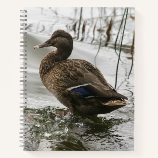 Carnet Canard gris sur le lac sombre (Devant)