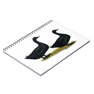 Carnet Canards : Cayugas noirs