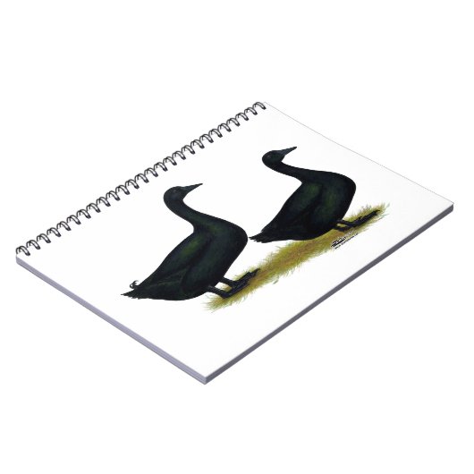 Carnet Canards : Cayugas noirs (Côté gauche)