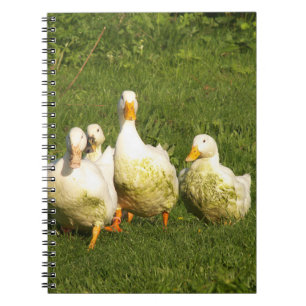 Carnet canards, vivent, prairie, animal, ferme, vie à la