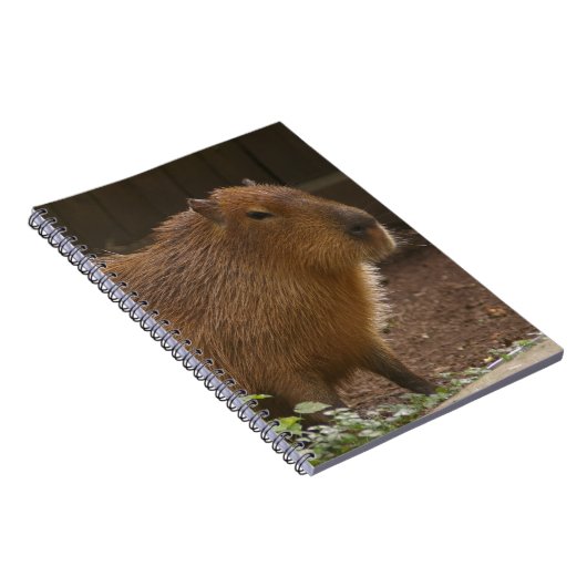 Carnet Capybara (Côté Droit)