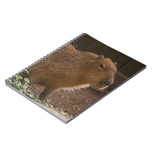 Carnet Capybara (Côté gauche)