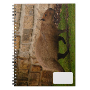 Carnet capybara