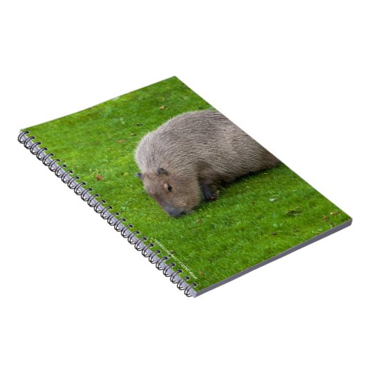 Carnet Capybara Extraordinaire (Côté Droit)