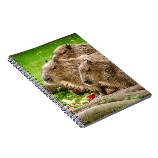 Carnet Capybara Trio (Côté Droit)