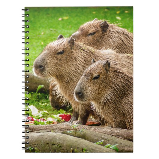 Carnet Capybara Trio (Devant)