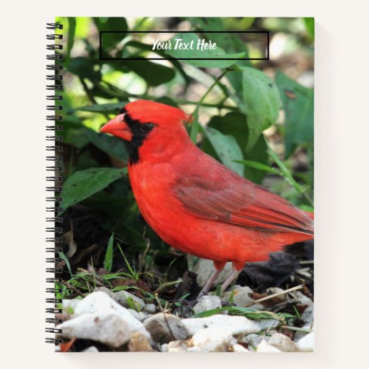 Carnet Cardinal (Devant)
