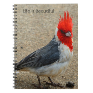 Carnet Cardinal à crête rouge Kauai (ma photographie)