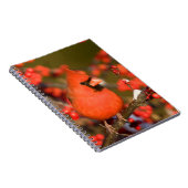 Carnet Cardinal du Nord dans l'Winterberry Commune (Côté Droit)