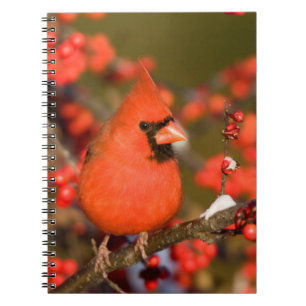 Carnet Cardinal du Nord dans l'Winterberry Commune