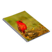 Carnet Cardinal mâle sur une bûche (Côté Droit)