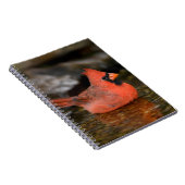 Carnet Cardinal rouge mâle se baignant (Côté Droit)