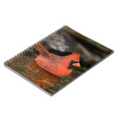 Carnet Cardinal rouge mâle se baignant (Côté gauche)