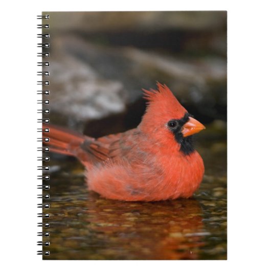 Carnet Cardinal rouge mâle se baignant (Devant)