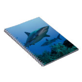 Carnet Caribbean Reef Shark (Côté Droit)