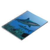 Carnet Caribbean Reef Shark (Côté gauche)